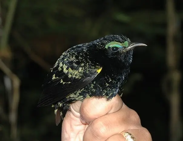 紫黑裸眉鸫（Philepitta castanea）