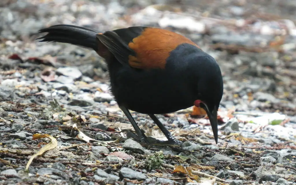 鞍背鸦（Philesturnus carunculatus）
