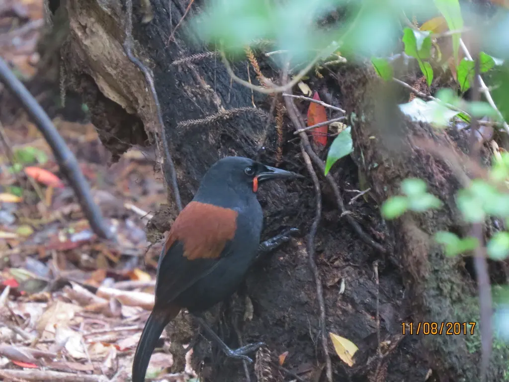 鞍背鸦（Philesturnus carunculatus）