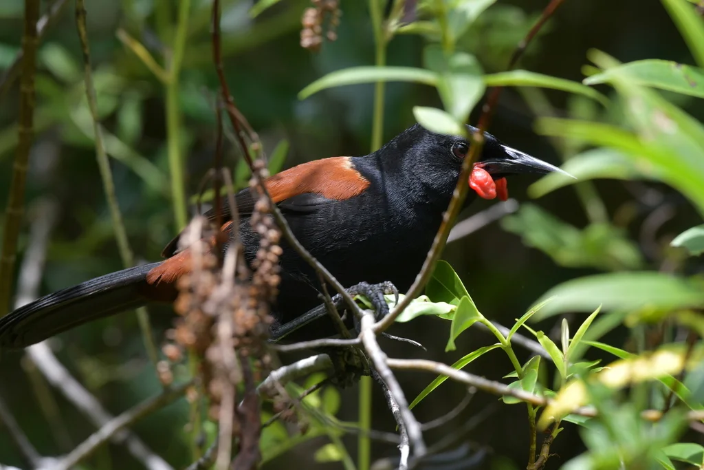 北岛鞍背鸦(Philesturnus rufusater)
