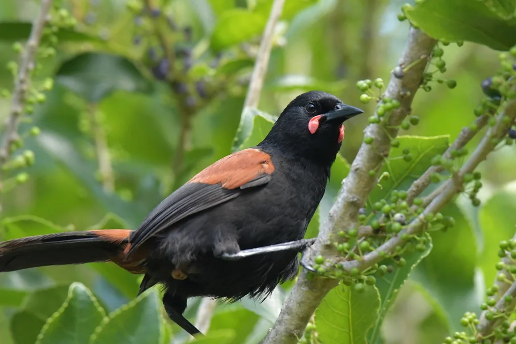 北岛鞍背鸦(Philesturnus rufusater)