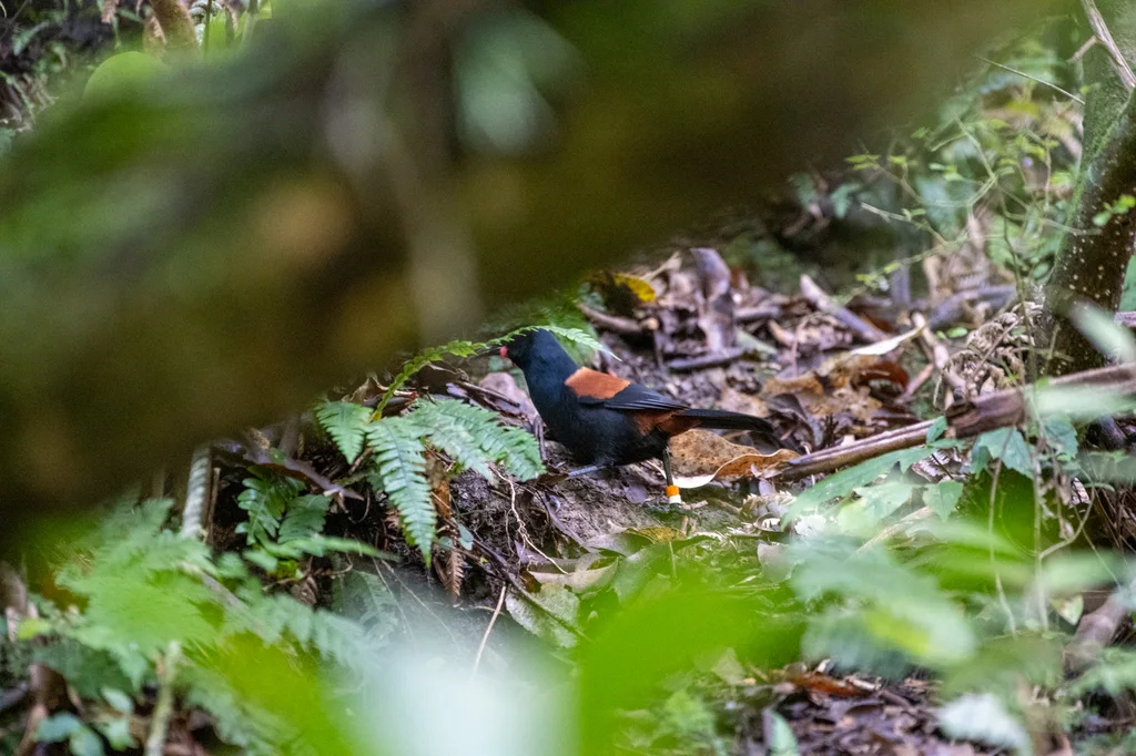 北岛鞍背鸦(Philesturnus rufusater)