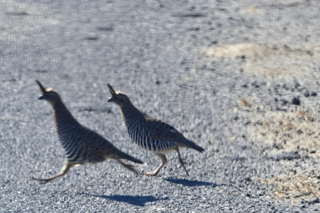 斑鹑（Philortyx fasciatus）