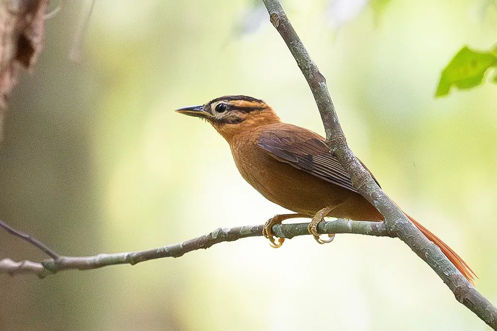 黑顶拾叶雀(Philydor atricapillus)