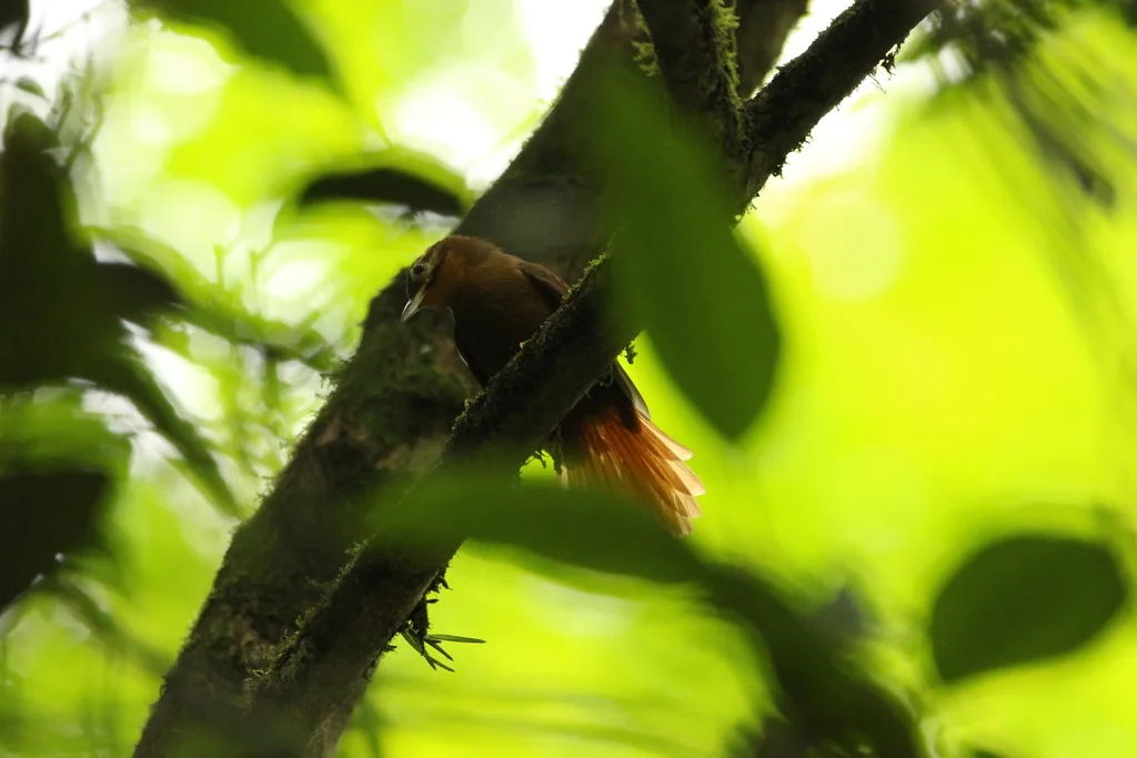黑顶拾叶雀(Philydor atricapillus)