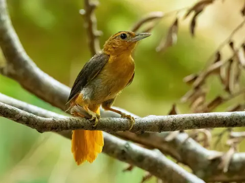 红腰拾叶雀