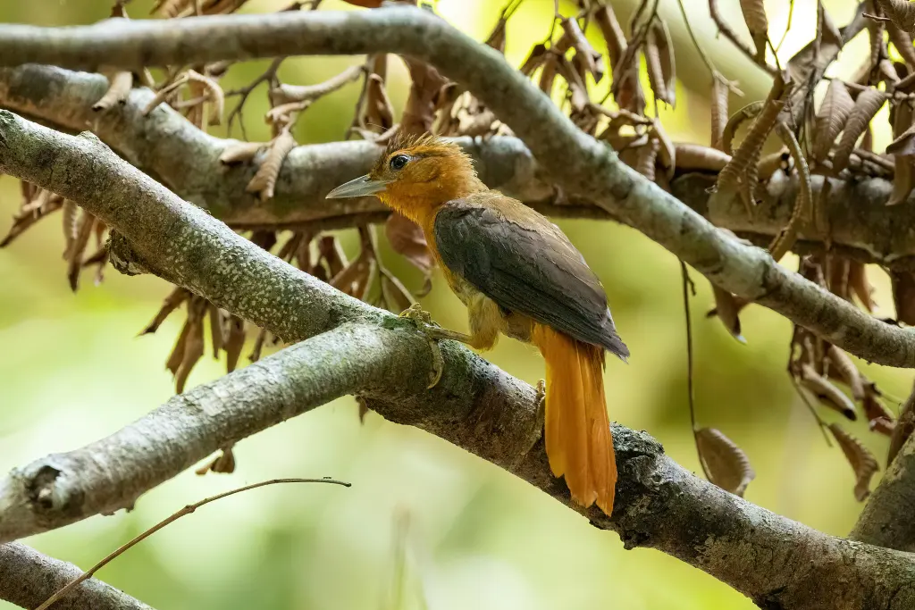 红腰拾叶雀(Philydor pyrrhodes)