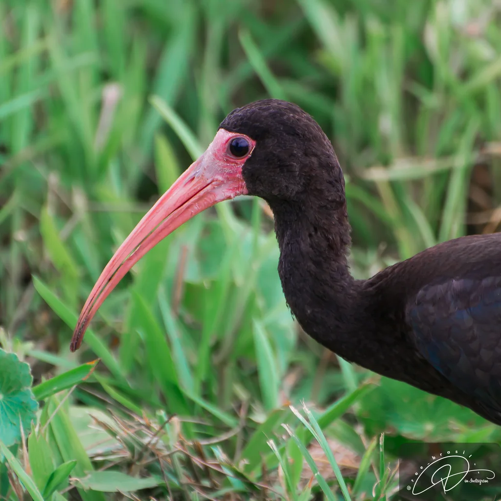 裸脸鹮（Phimosus infuscatus）