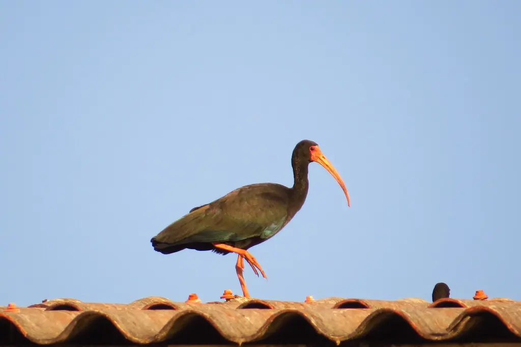 裸脸鹮（Phimosus infuscatus）