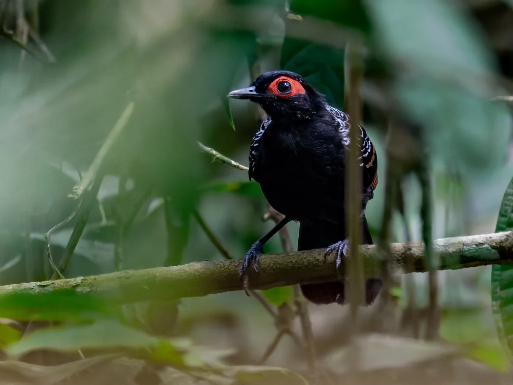 红翅裸眼蚁鸟(Phlegopsis erythroptera)