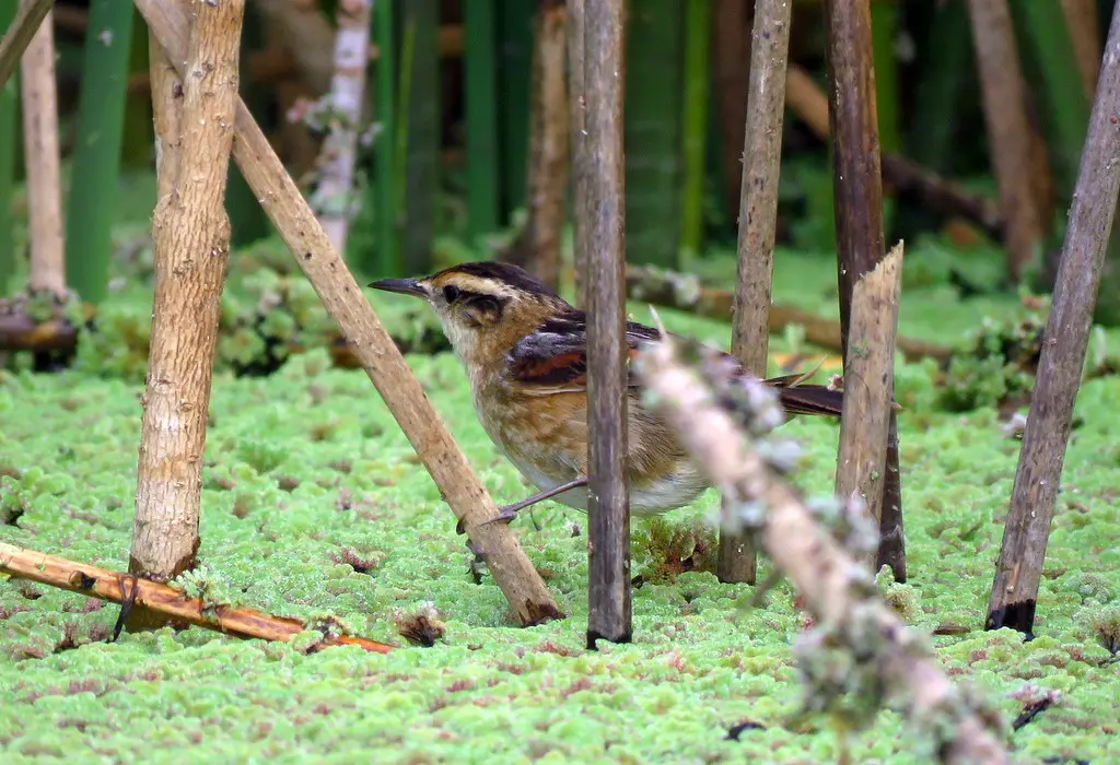 拟鹩针尾雀(Phleocryptes melanops)