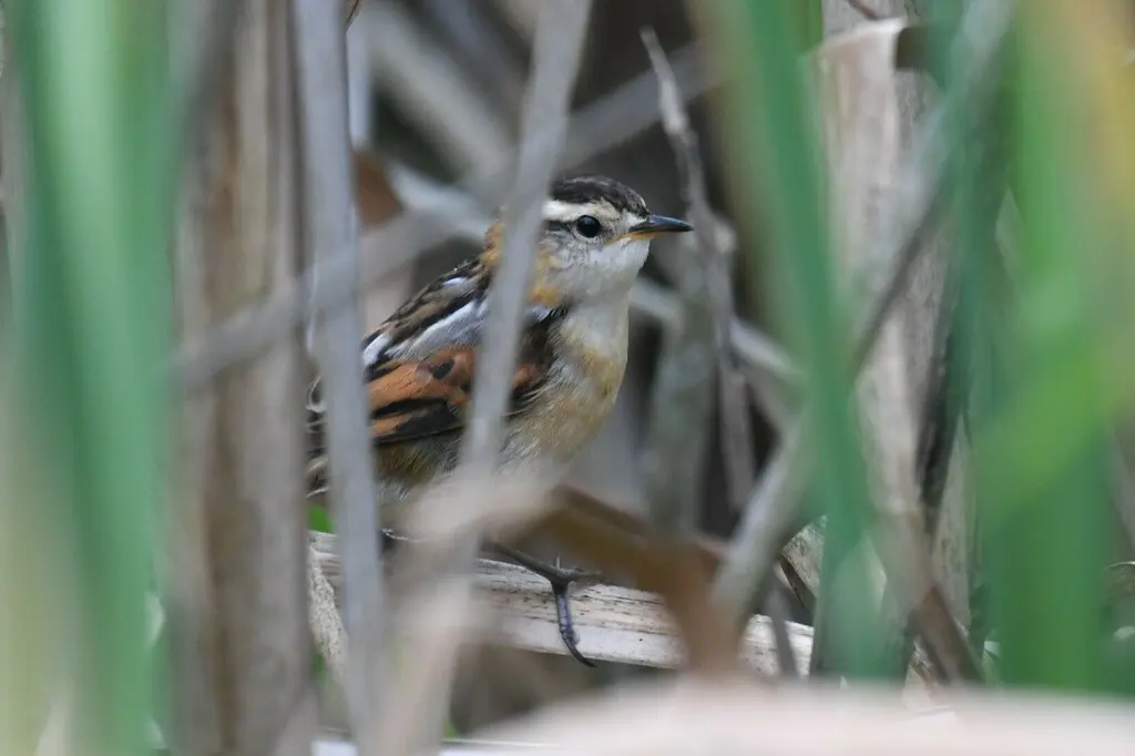 拟鹩针尾雀(Phleocryptes melanops)