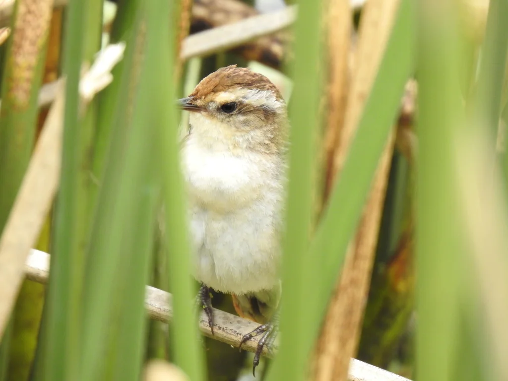拟鹩针尾雀(Phleocryptes melanops)