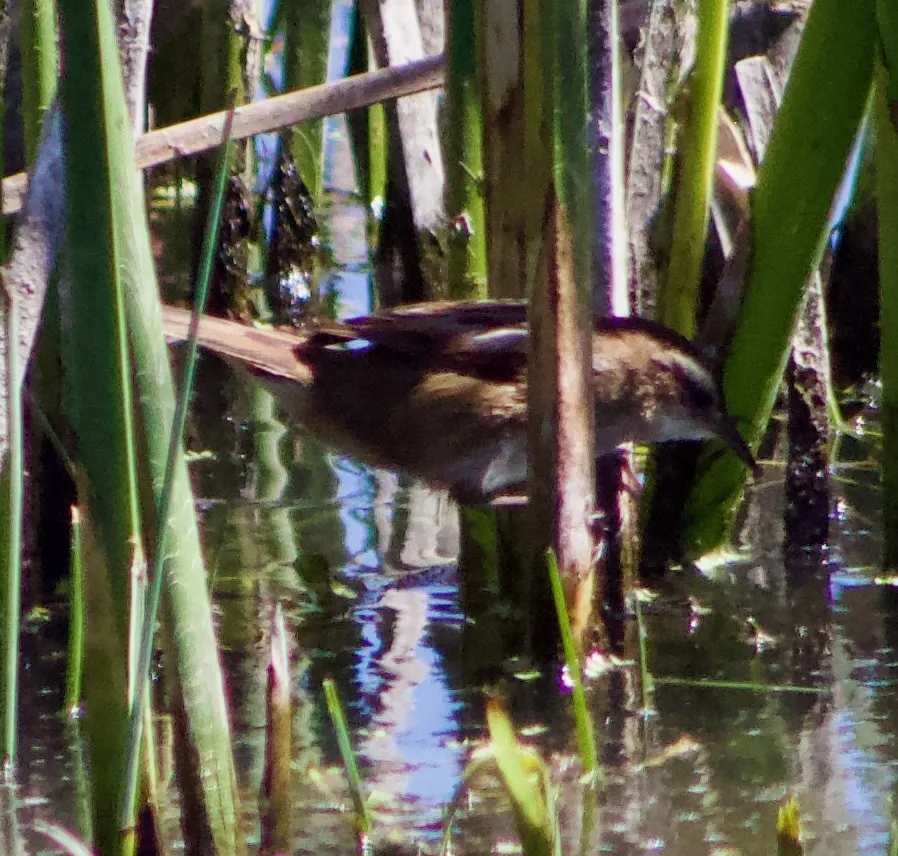 拟鹩针尾雀(Phleocryptes melanops)