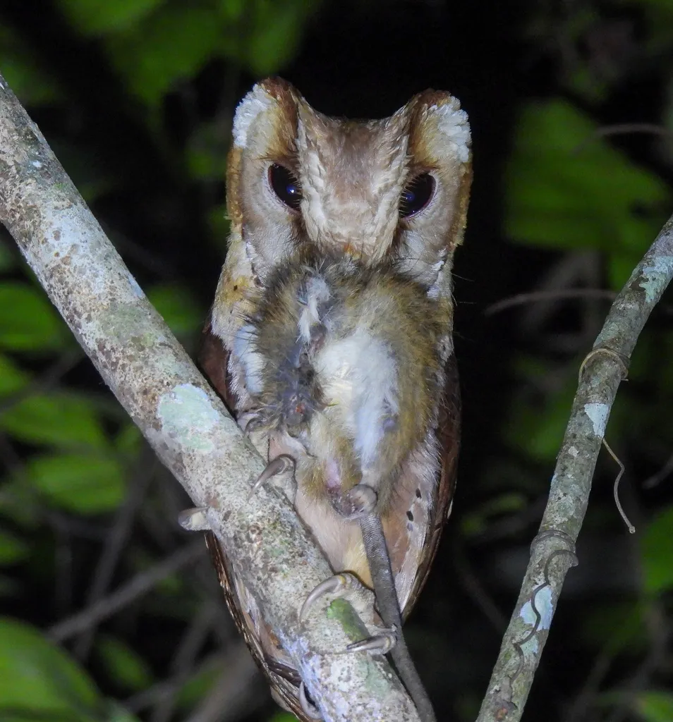 栗鸮(Phodilus badius)
