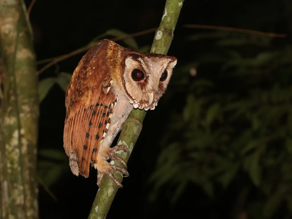 栗鸮(Phodilus badius)