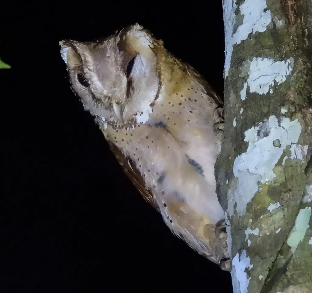 栗鸮(Phodilus badius)
