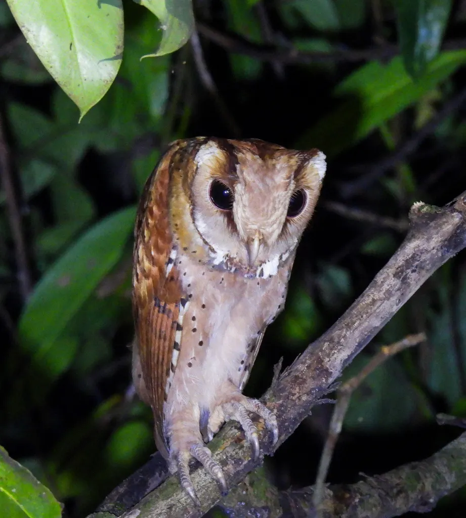 栗鸮(Phodilus badius)