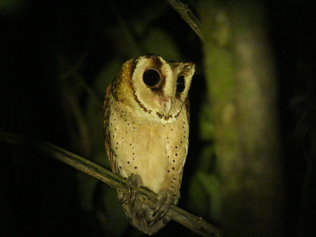 栗鸮(Phodilus badius)