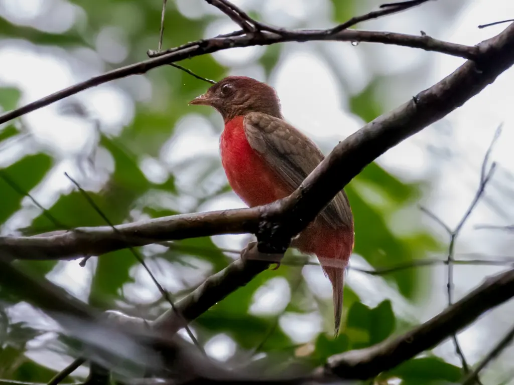黑颈红伞鸟(Phoenicircus nigricollis)