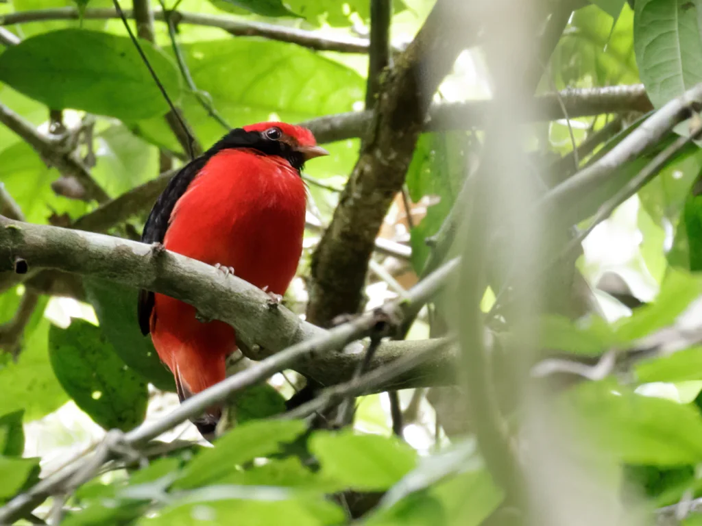 黑颈红伞鸟(Phoenicircus nigricollis)
