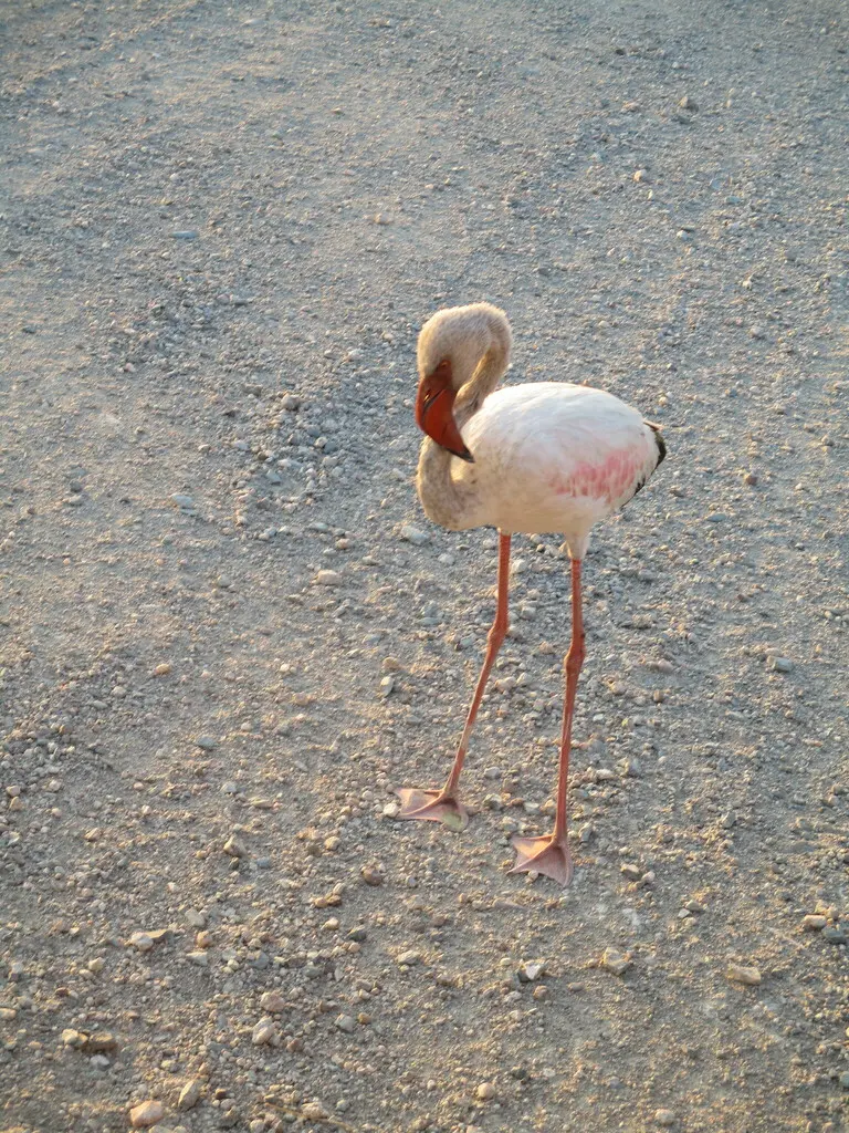 小红鹳(Phoeniconaias minor)