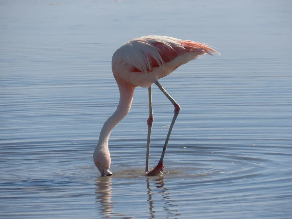智利红鹳(Phoenicopterus chilensis)