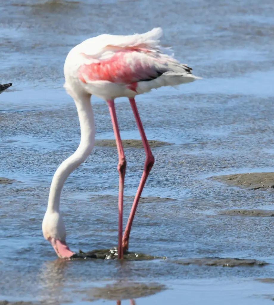 大红鹳（Phoenicopterus roseus）