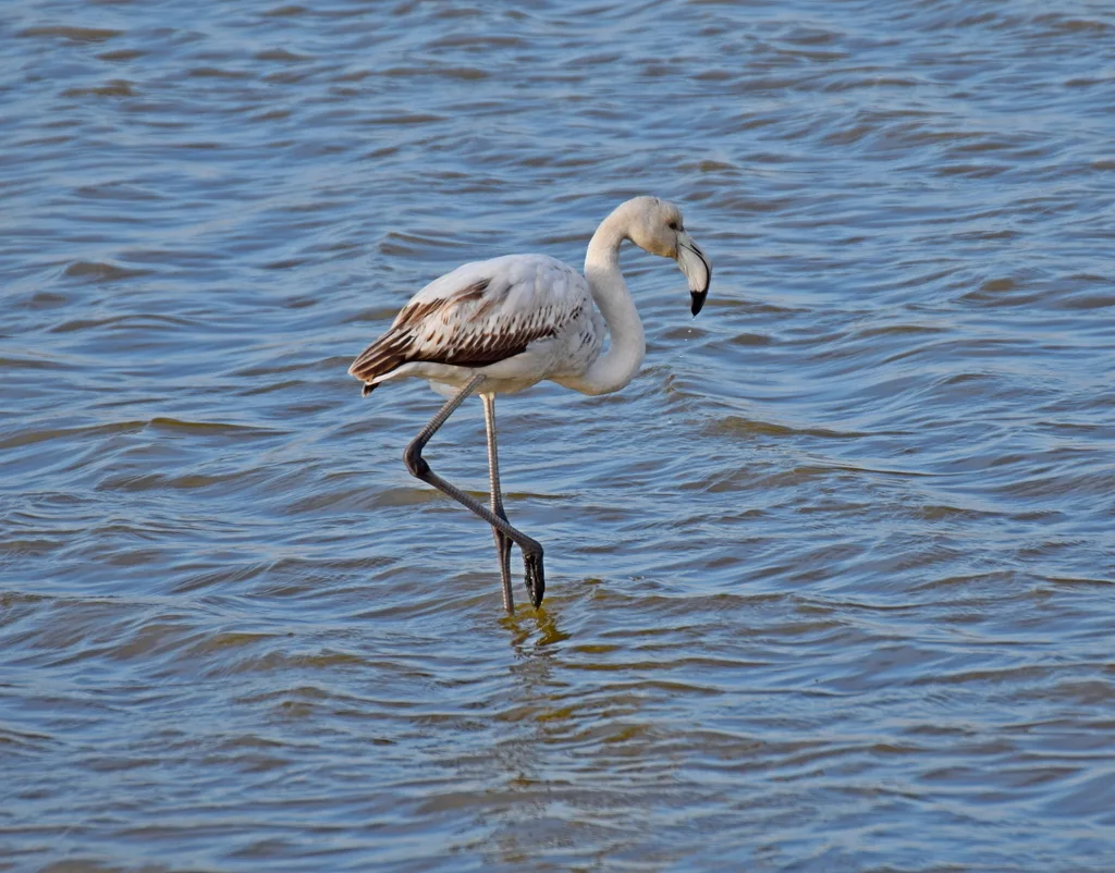 大红鹳（Phoenicopterus roseus）