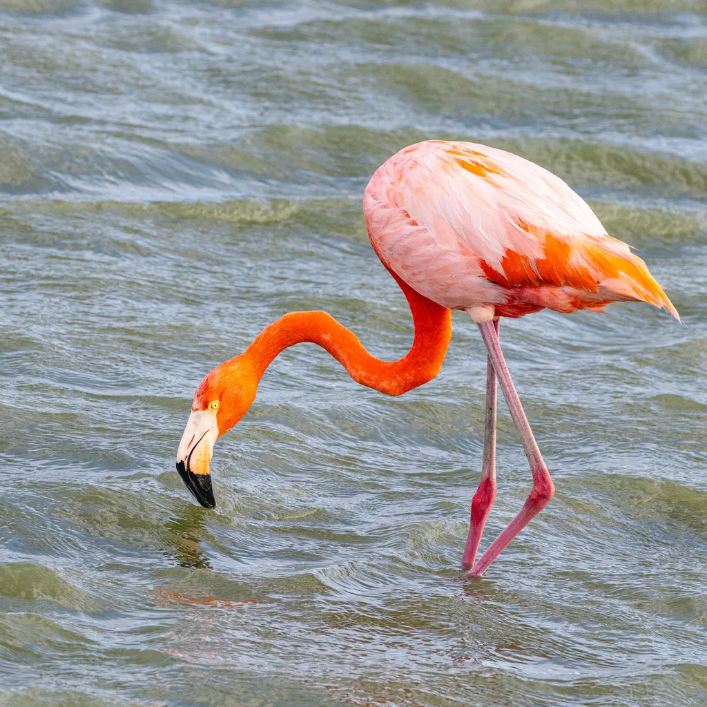 美洲红鹳(Phoenicopterus ruber)