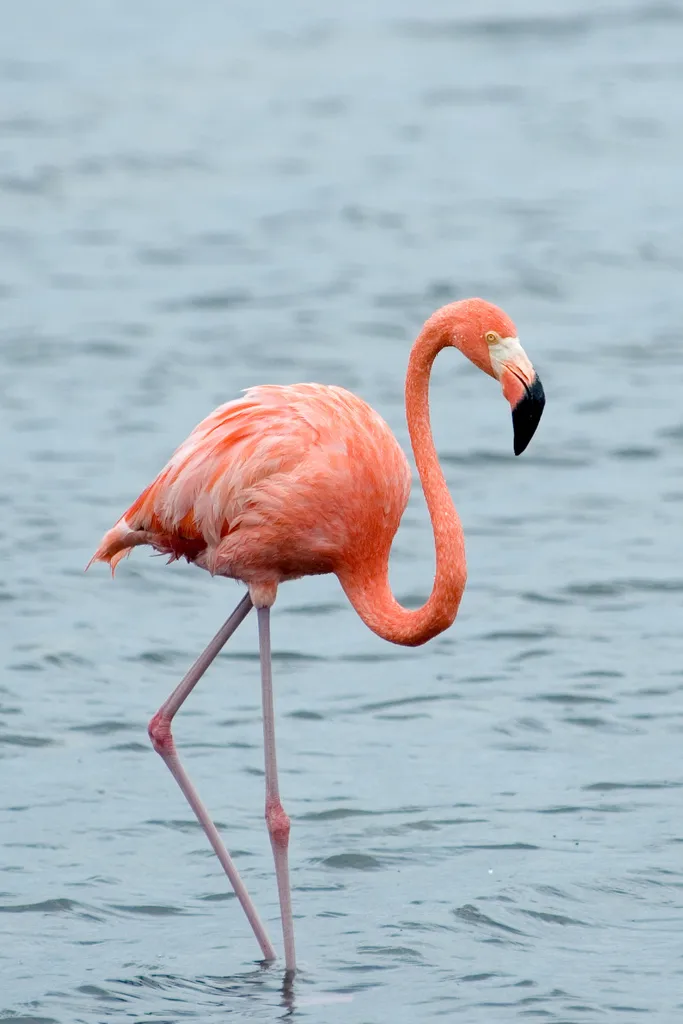 美洲红鹳(Phoenicopterus ruber)