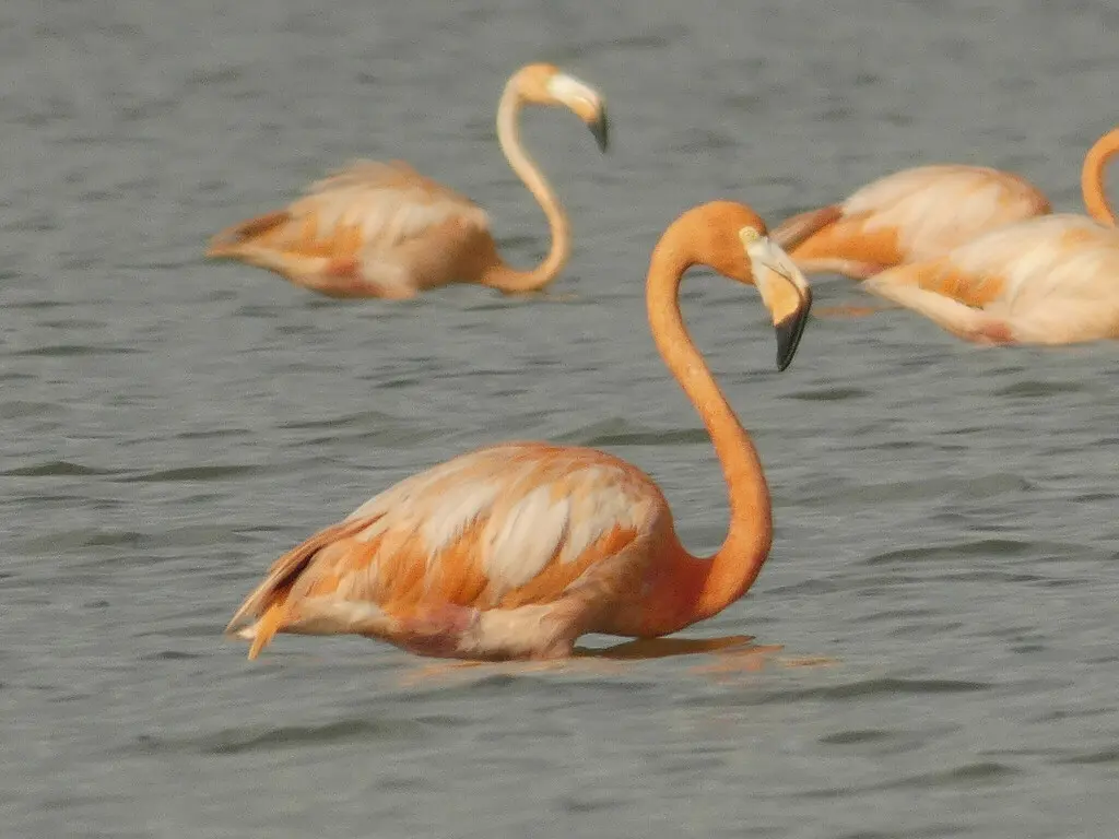 美洲红鹳(Phoenicopterus ruber)