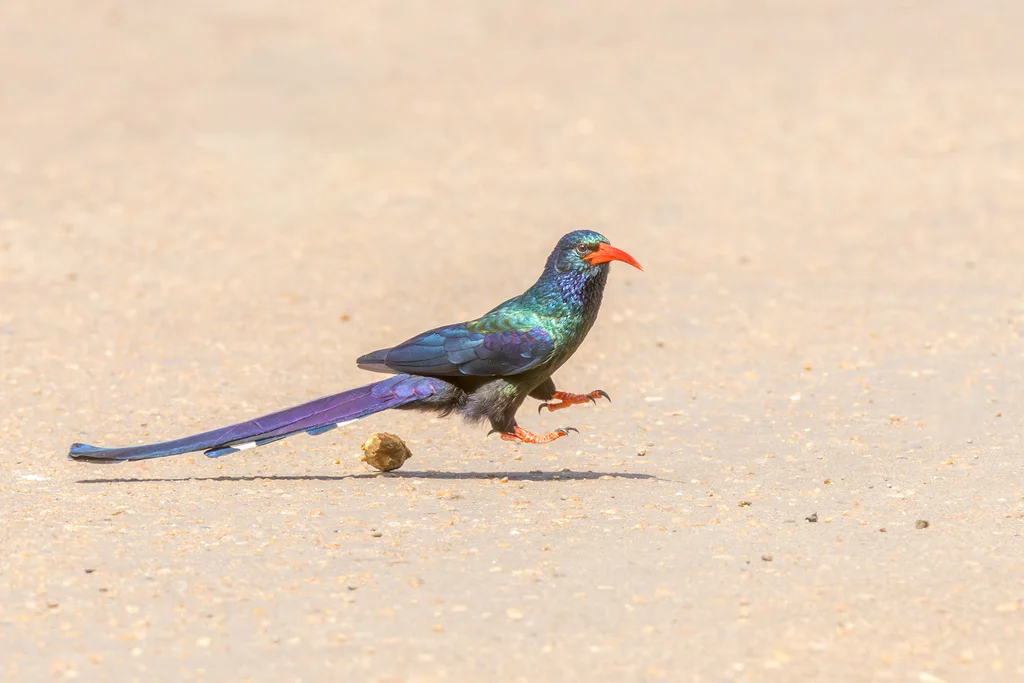 绿林戴胜(Phoeniculus purpureus)