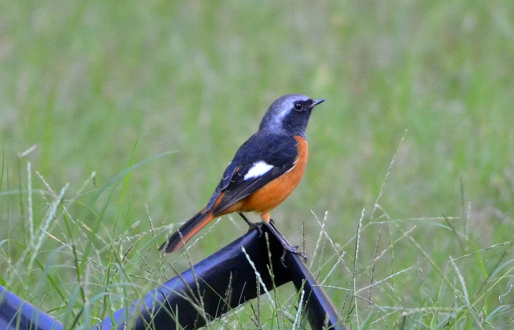 北红尾鸲(Phoenicurus auroreus)