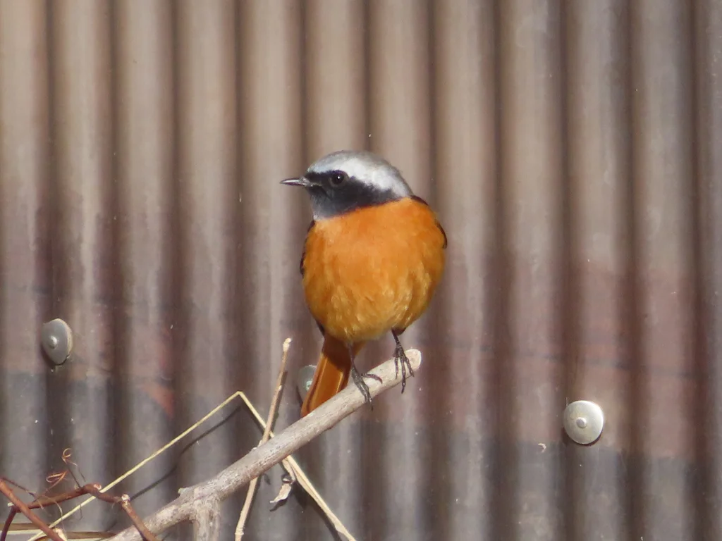 北红尾鸲(Phoenicurus auroreus)