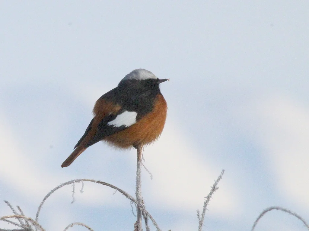 红腹红尾鸲(Phoenicurus erythrogastrus)
