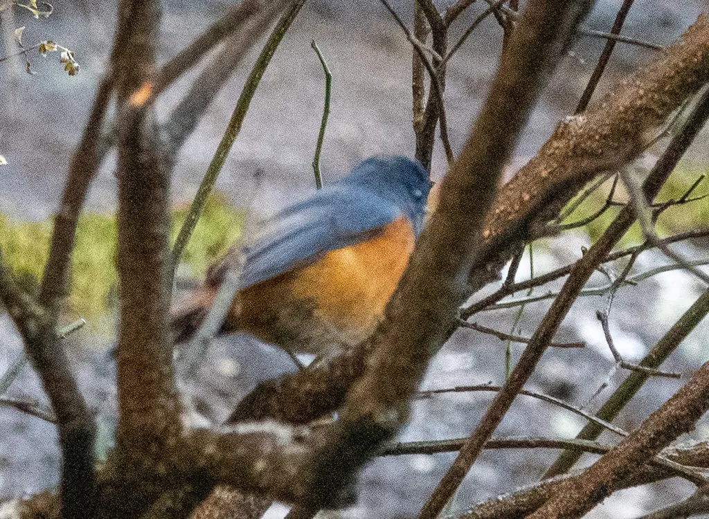 蓝额红尾鸲(Phoenicurus frontalis)