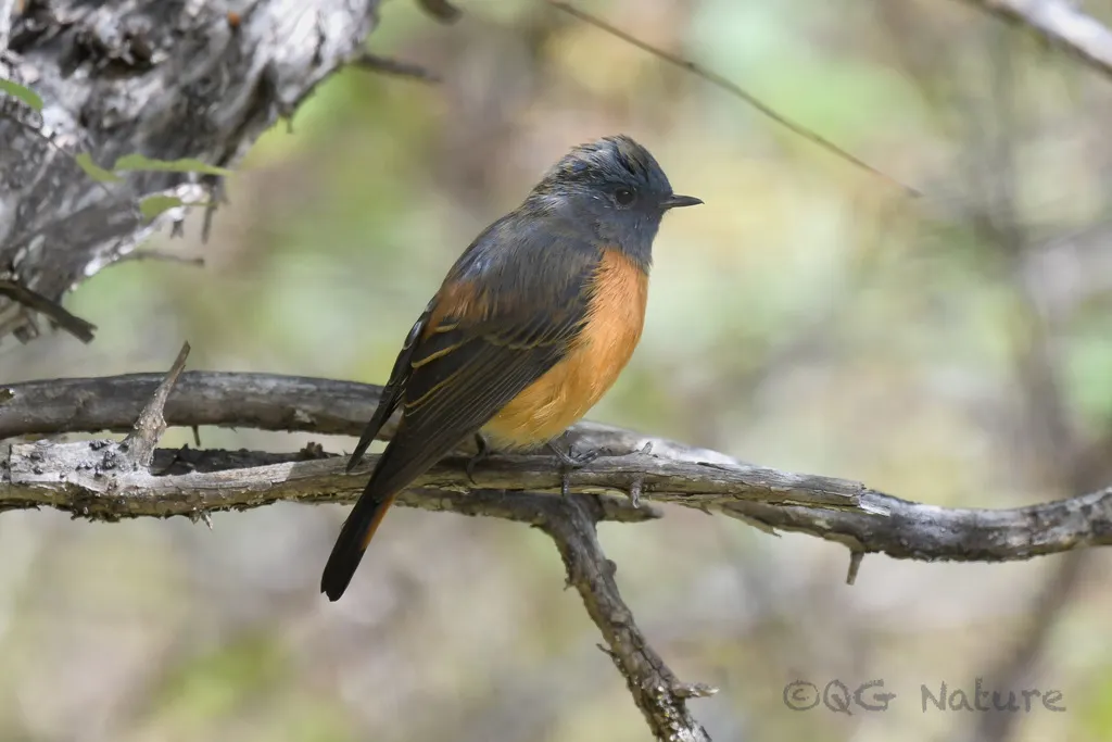 蓝额红尾鸲(Phoenicurus frontalis)