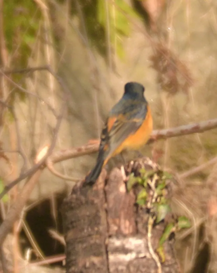 蓝额红尾鸲(Phoenicurus frontalis)