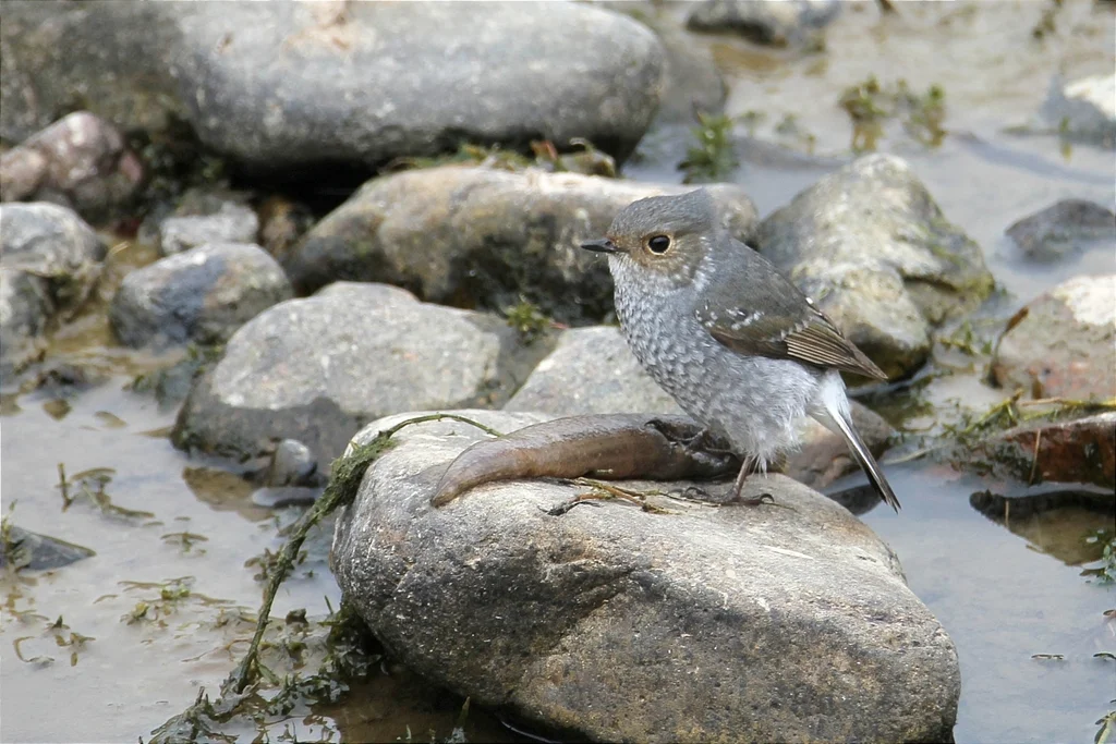 红尾水鸲(Phoenicurus fuliginosus)