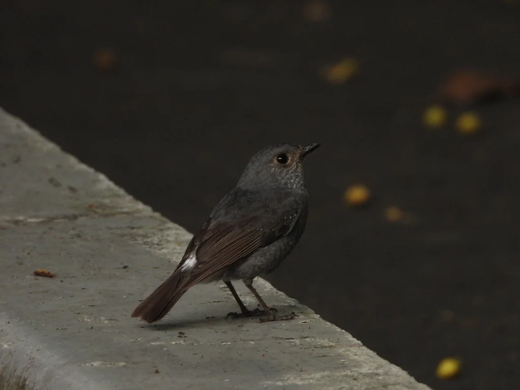 红尾水鸲(Phoenicurus fuliginosus)