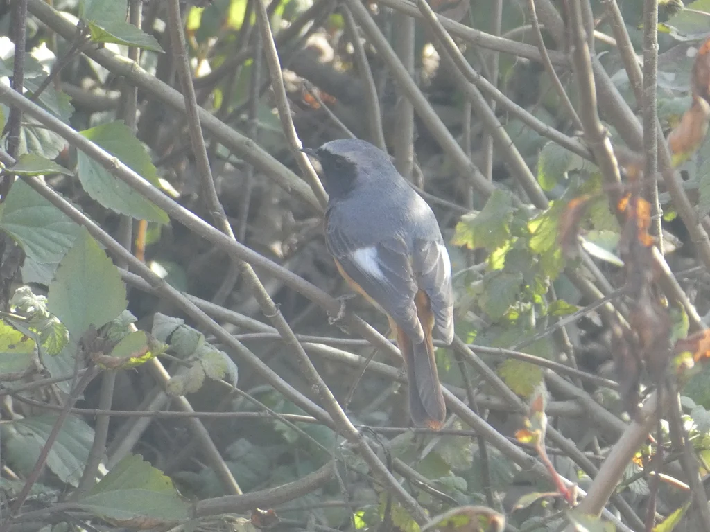 黑喉红尾鸲(Phoenicurus hodgsoni)
