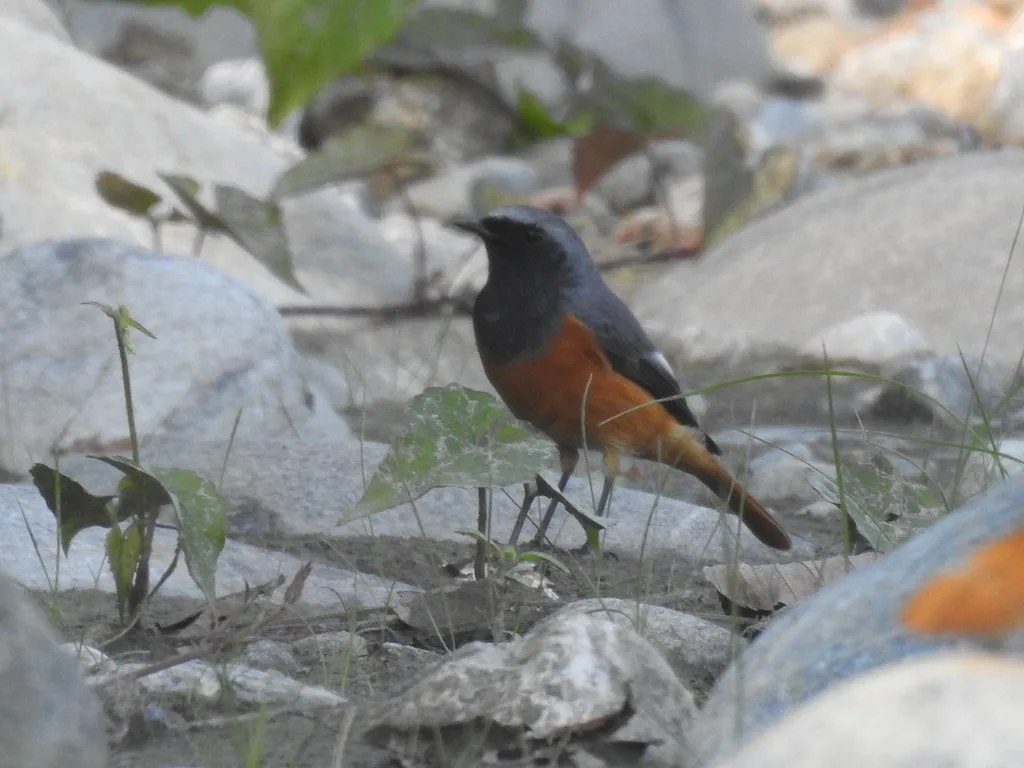 黑喉红尾鸲(Phoenicurus hodgsoni)