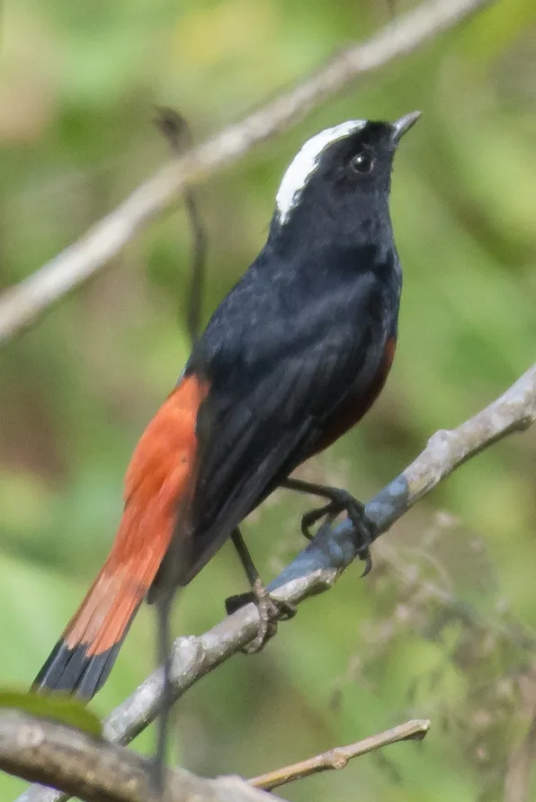 白顶溪鸲(Phoenicurus leucocephalus)
