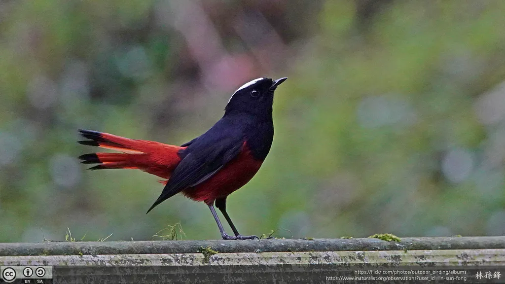 白顶溪鸲(Phoenicurus leucocephalus)