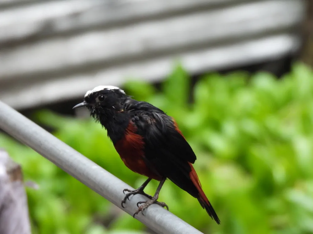 白顶溪鸲(Phoenicurus leucocephalus)