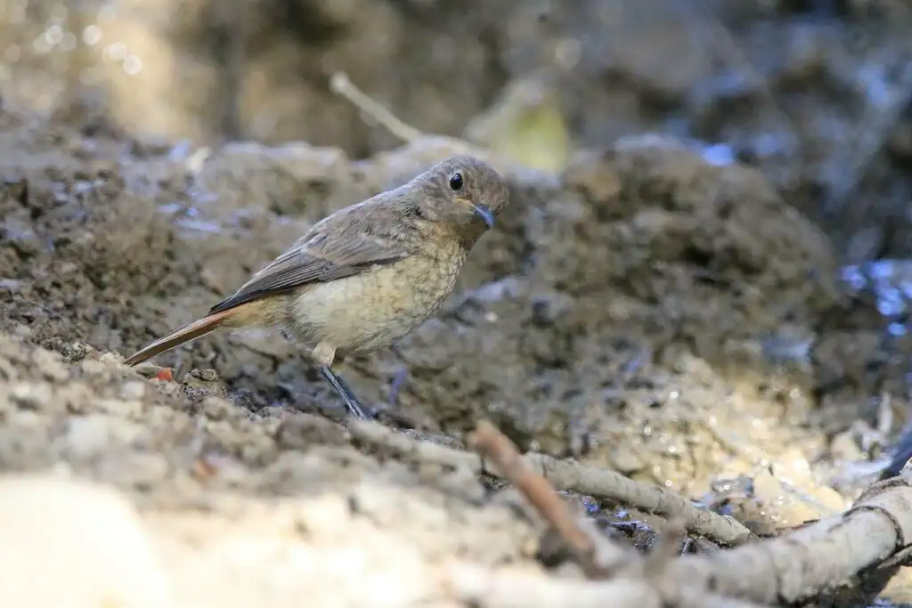 北非红尾鸲(Phoenicurus moussieri)