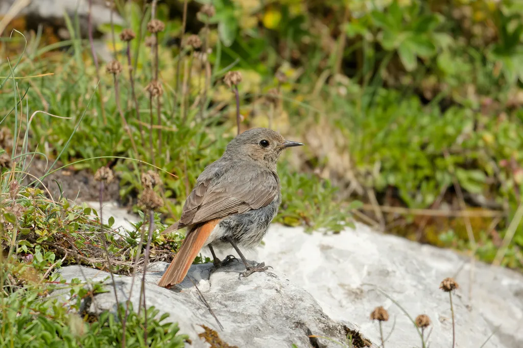 赭红尾鸲(Phoenicurus ochruros)