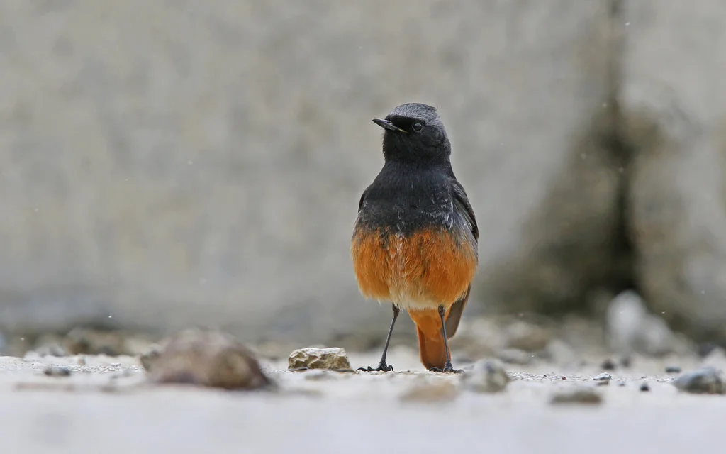 赭红尾鸲(Phoenicurus ochruros)