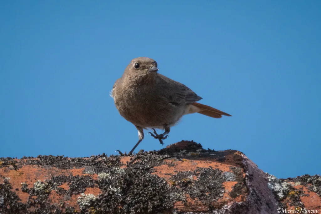 赭红尾鸲(Phoenicurus ochruros)